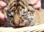 В Крыму показали тигрят, родившихся в ночь референдума