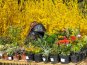 В Никитском ботаническом саду расцвели тюльпаны