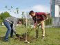 У библиотеки Франко в Симферополе высадили молодые деревья