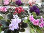 В Симферополе представили 150 сортов фиалок и кактусов