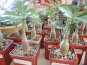 В Симферополе представили 150 сортов фиалок и кактусов
