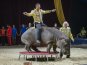В Севастополе представили «Цирк огромных зверей»