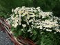 В симферопольском парке Рериха создали «русский уголок»