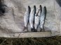 В Крыму задержали троих браконьеров