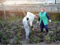 На набережной Феодосии посадят 2543 кустов роз