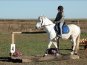 В Феодосии будут развивать конный спорт