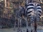 В зоопарке Ялты родился малыш зебры 