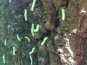 В Гагаринском парке Симферополя аномальная активность гусениц